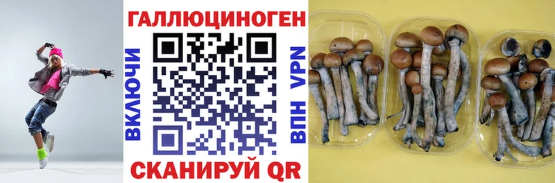 Псилоцибиновые грибы Psilocybe  Сретенск 